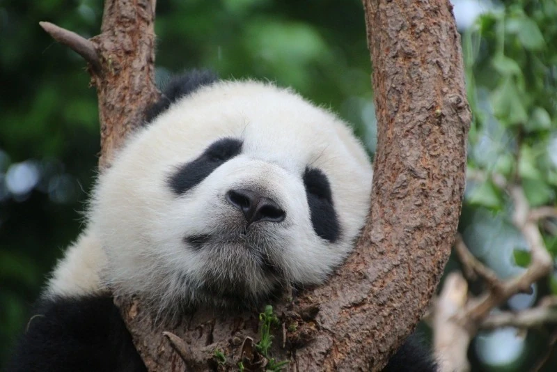 One Year Since Panda